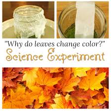 These leaf coloring sheets also gives your child an opportunity to celebrate the changing seasons. Science Experiments For Kids Why Do Leaves Change Color
