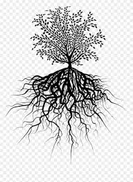 Category «tree of life clipart». Transparent Tree Of Life With Roots Tree Of Life Picsart Clipart 3377751 Pikpng