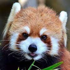 Cute Red Panda Sticking Out Its Tongue Panda Pandas Pandabear Pandabears Pandalove Pandalover Pandalove Worlds Cutest Animals Red Panda Panda Love