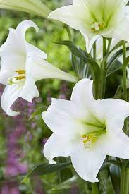 Summertime brings with it sunshine, lazy days, farmers markets…and best of all, an amazing array of fresh local flowers. July Flower 10 Summer Flowers Uk That Bloom In July