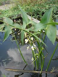 Image result for Limnophyton