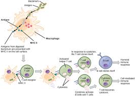 Adaptive Immune Response Boundless Biology