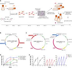 Development Of A Stable Platform For The Expression Of