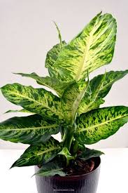 Image result for beautiful dieffenbachia