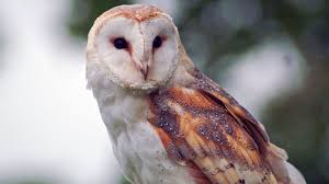 The barn owl is not afraid to show affection to its mate and will do so even when breeding is not directly occurring. What Does A Barn Owl Sound Like Hungry Owl Project Barn Owl Sounds Barn Owl Owl Sounds
