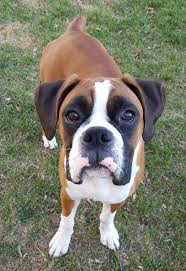 Pin By Tami Lontka On Adorable Animals Cute Dog Pictures Boxer Dogs Cute Animal Pictures