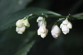 Image result for Kotschya strobilantha