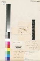 Image result for Coelachyrum