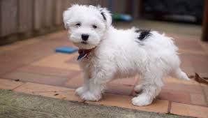 This mixed breed does not shed very much, so is the perfect companion for people that have allergies. Maltese Shih Tzu Mix Breed Information All Things Dogs All Things Dogs