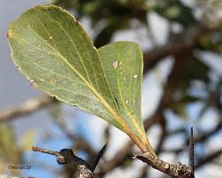 Image result for Scolopia zeyheri