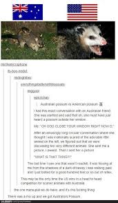Australia On Tumblr Imgur Tumblr Funny Funny Koala Funny