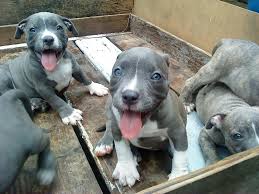Our pitbull puppies for sale are among the very finest pit bulls in existence. Blue Nose Pitbull Puppies For Sale Near Me Red Nose Pitbull