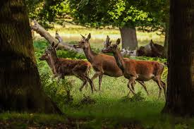 Ieneke > natuur > engeland. Herten Bos Natuur Gratis Foto Op Pixabay