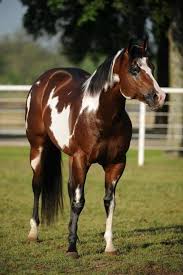 Black And Brown Quarter Horse Pin By Lydia Clayton On Animalia Horses Horse Painting American Paint Horse