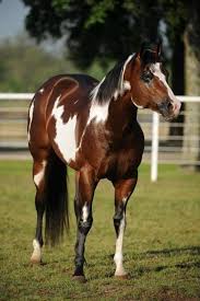 Richgirl was imported to alberta from north dakota in 2004. Dark Brown And White Paint Horse Novocom Top