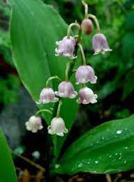 Convallaria Majalis Var Rosea Water Features In The Garden Flowers British Garden