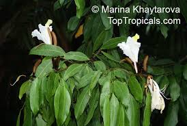 Image result for Baikiaea