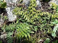 Image result for Asplenium reekmansii