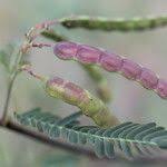 Image result for Aeschynomene sensitiva