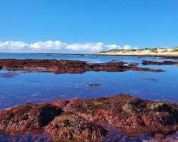 Image of Red algae in temperate water