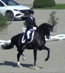 Minderhoud won the vsn cup in 2004 with his horse gameboy and also succeeded in the pavo cup with sandreo and florencio. Video Edward Gal And His Totilas Sons Dominated Cdi3 Grand Prix Today At Sentower Dressage Belgium Horse2rider
