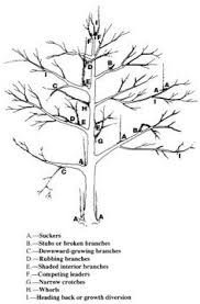 Prune fruit trees when the leaves are off (dormant). 10 Fruit Tree Pruning Ideas Tree Pruning Fruit Trees Pruning Fruit Trees