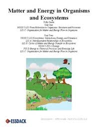 What are some life processes that occur in living things?. Organisms And Energy Worksheets Teaching Resources Tpt