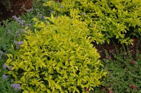 Image result for Duranta erecta