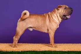 The breed is known in the west for its deep wrinkles, whilst a traditional less wrinkled form is maintained in hong kong. Shar Pei Hunde Informationen Zu Den Bienenarten Omlet