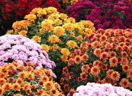 Trouvez le catalogue monceau fleurs à bourges et toutes les promotions et réductions de jardineries et animaleries. Covid 19 Livraison De Fleurs Confinement