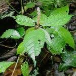 Image result for Hilleria latifolia