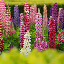 The plant is native to south africa and is similar in appearance to the iris plant. Lupine Flower Garden Seeds Russell Strain Mix 1 Oz Perennial Flower Gardening Seeds Walmart Com Walmart Com