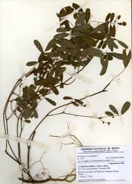 Image result for Tephrosia noctiflora