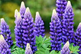 Das hauptargument für lupinenkaffee ist, dass er weder koffein noch kaffeesäuren enthält. Lupine Den Optimalen Standort Finden