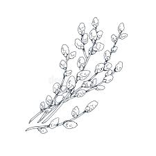 Pussy Willows Drawing Stock Illustrations – 9 Pussy Willows Drawing Stock  Illustrations, Vectors & Clipart - Dreamstime