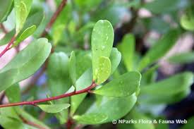 Image result for Lumnitzera racemosa