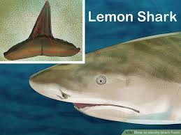 How To Identify Shark Teeth 15 Steps With Pictures Wikihow