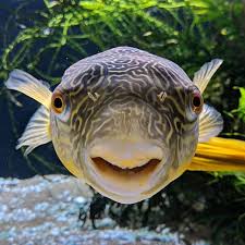 As The Youngsters Would Say My Selfie Game Is Aquariums Aquariumcoop Mbupuffer Pufferfish Puffer Freshwat Fresh Water Fish Tank Puffer Fish Cute Fish