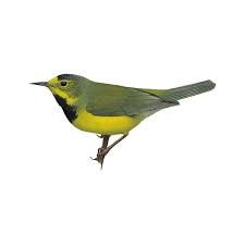 Image result for Vepris bachmannii