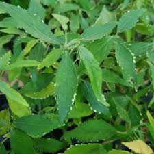 Image result for Acalypha ornata