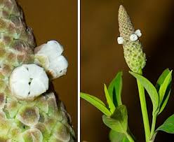 Image result for Sphenoclea zeylanica