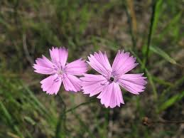 Image result for Dianthus chimanimaniensis