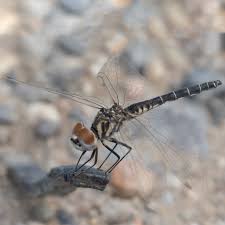 Image result for Gnidia goetzeana