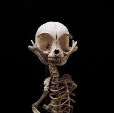 This Is What The Skeletons Of Famous Cartoon Characters Would Look Like Iflscience Felix The Cat Felix Th Famous Cartoons Animal Skeletons Cat Skeleton