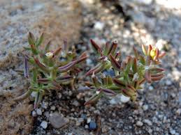 Image result for Crassula maputensis