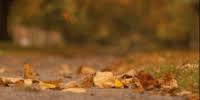 Fall leaves transparent picture fall leaves transparent gif clipart 3813687 pikpng. Autumn Leaves Falling Gifs Get The Best Gif On Gifer