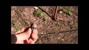 Check spelling or type a new query. Drip Irrigation Installation Step 3 Connecting 1 4 Inch Tubing To 1 2 Inch Tubing Youtube