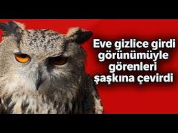 Eve Giren Baykus Gorenleri Sasirtti Youtube