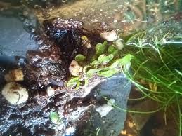 Image result for Genlisea margaretae