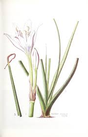 Image result for Crinum rautanenianum